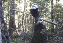 Eungella National Park