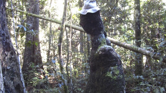 Eungella National Park