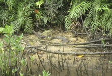 Daintree National Park