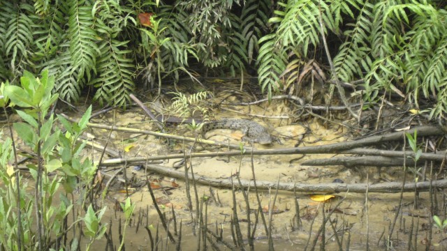 Daintree National Park